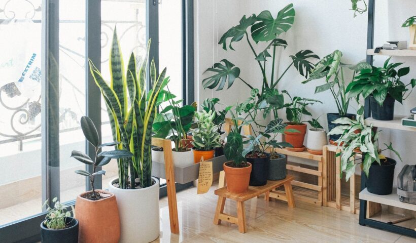 Indoor Plants