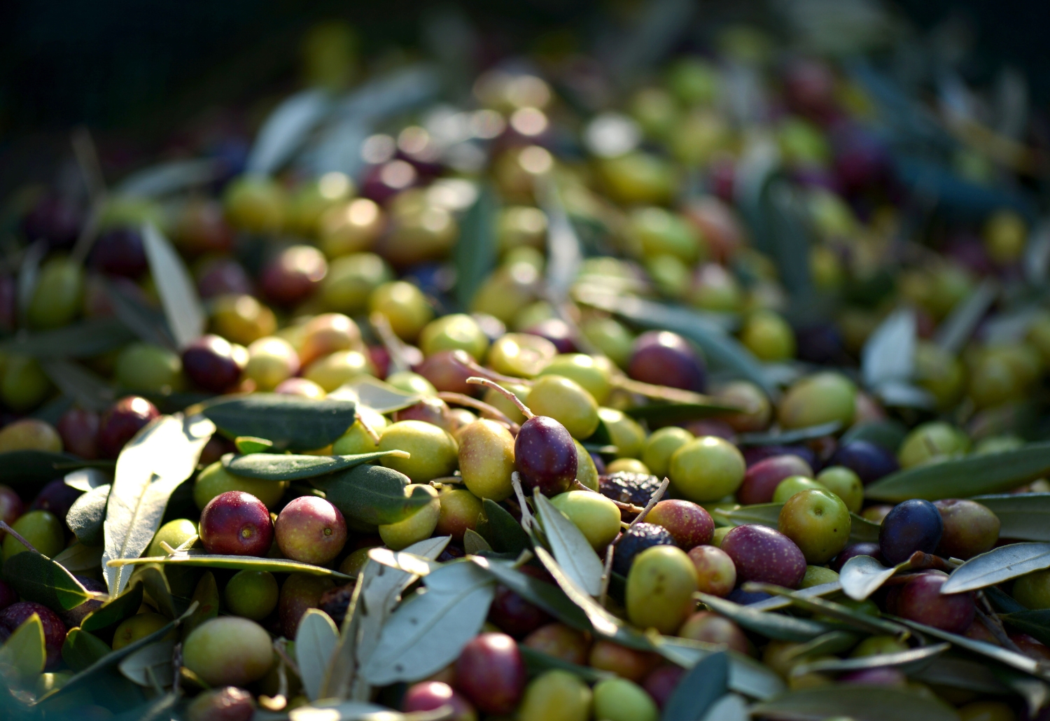 The Mediterranean Diet