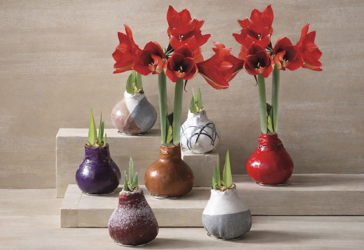 Amaryllis bulb care